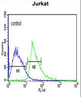 KLHL6 Antibody - KLHL6 Antibody flow cytometry of Jurkat cells (right histogram) compared to a negative control cell (left histogram). FITC-conjugated goat-anti-rabbit secondary antibodies were used for the analysis.