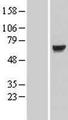 KLHL7 Protein - Western validation with an anti-DDK antibody * L: Control HEK293 lysate R: Over-expression lysate