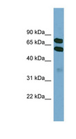 KLHL9 Antibody - KLHL9 antibody Western blot of HepG2 cell lysate. This image was taken for the unconjugated form of this product. Other forms have not been tested.
