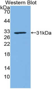 KLK1 / Kallikrein 1 Antibody - Western blot of recombinant KLK1 / Kallikrein 1.  This image was taken for the unconjugated form of this product. Other forms have not been tested.
