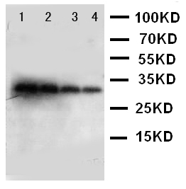 KLK1 / Kallikrein 1 Antibody - WB of KLK1 / Kallikrein 1 antibody. Lane 1: Recombinant Mouse KLK1 Protein 10ng. Lane 2: Recombinant Mouse KLK1 Protein 5ng. Lane 3: Recombinant Mouse KLK1 Protein 2.5ng. Lane 4: Recombinant Mouse KLK1 Protein 1.25ng..