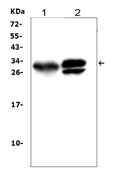 KLK1 / Kallikrein 1 Antibody - Western blot analysis of KLK1 using anti-KLK1 antibody. Electrophoresis was performed on a 5-20% SDS-PAGE gel at 70V (Stacking gel) / 90V (Resolving gel) for 2-3 hours. The sample well of each lane was loaded with 50ug of sample under reducing conditions. Lane 1: rat pancreas tissue lysates, Lane 2: mouse pancreas tissue lysates, After Electrophoresis, proteins were transferred to a Nitrocellulose membrane at 150mA for 50-90 minutes. Blocked the membrane with 5% Non-fat Milk/ TBS for 1.5 hour at RT. The membrane was incubated with rabbit anti-KLK1 antigen affinity purified polyclonal antibody at 0.5 µg/mL overnight at 4°C, then washed with TBS-0.1% Tween 3 times with 5 minutes each and probed with a goat anti-rabbit IgG-HRP secondary antibody at a dilution of 1:10000 for 1.5 hour at RT. The signal is developed using an Enhanced Chemiluminescent detection (ECL) kit with Tanon 5200 system. A specific band was detected for KLK1 at approximately 29KD. The expected band size for KLK1 is at 29KD.