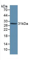 KLK1 / Kallikrein 1 Antibody - Western Blot; Sample: Recombinant KLK1, Human.