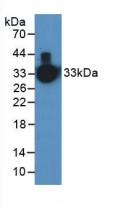 KLK1 / Kallikrein 1 Antibody - Western Blot; Sample: Human Serum.