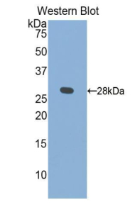 KLK1 / Kallikrein 1 Antibody - Western blot of recombinant KLK1 / Kallikrein 1.  This image was taken for the unconjugated form of this product. Other forms have not been tested.