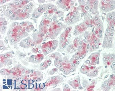 KLK1 / Kallikrein 1 Antibody - Human Pancreas: Formalin-Fixed, Paraffin-Embedded (FFPE).  This image was taken for the unconjugated form of this product. Other forms have not been tested.