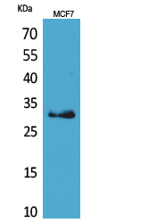 KLK1 / Kallikrein 1 Antibody - Western Blot analysis of extracts from MCF7 cells using KLK1 Antibody.