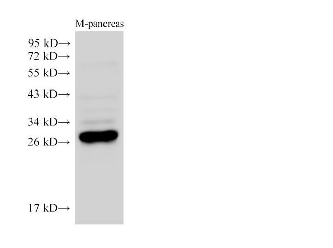 KLK1 / Kallikrein 1 Antibody - Western Blot analysis of Mouse pancreas using K1KB3 Ployclonal Antibody at dilution of 1:2500.
