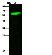 KLK1 / Kallikrein 1 Antibody - Anti-KLK1 rabbit polyclonal antibody at 1:500 dilution. Lane A: U87MG Whole Cell Lysate. Lysates/proteins at 30 ug per lane. Secondary: Goat Anti-Rabbit IgG H&L (Dylight 800) at 1/10000 dilution. Developed using the Odyssey technique. Performed under reducing conditions. Predicted band size: 29 kDa. Observed band size: 59 kDa.