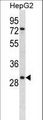 KLK10 / Kallikrein 10 Antibody - KLK10 Antibody western blot of HepG2 cell line lysates (35 ug/lane). The KLK10 antibody detected the KLK10 protein (arrow).