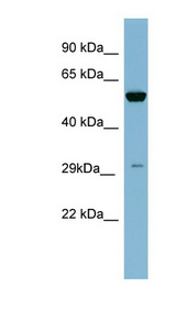 KLK10 / Kallikrein 10 Antibody - KLK10 / Kallikrein 10 antibody Western blot of THP-1 cell lysate. This image was taken for the unconjugated form of this product. Other forms have not been tested.