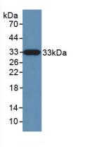 KLK10 / Kallikrein 10 Antibody