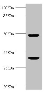 KLK10 / Kallikrein 10 Antibody - Western blot All Lanes:KLK10 antibody at 1.48ug/ml+THP-1 whole cell lysate Secondary Goat polyclonal to rabbit at 1/10000 dilution Predicted band size: 30kDa Observed band size: 30kDa,48kDa