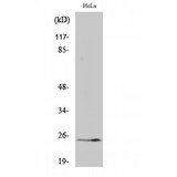 KLK11 / Kallikrein 11 Antibody - Western blot of Cleaved-KLK11 (I54) antibody
