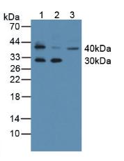 KLK11 / Kallikrein 11 Antibody - Figure. Western Blot; Sample: Lane1: Mouse Thymus Tissue; Lane2: Mouse Skin Tissue; Lane3: Human K562 Cells.