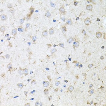 KLK11 / Kallikrein 11 Antibody - Immunohistochemistry of paraffin-embedded mouse brain tissue.