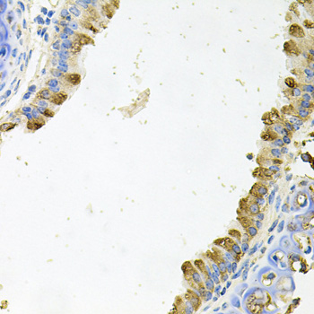 KLK11 / Kallikrein 11 Antibody - Immunohistochemistry of paraffin-embedded mouse lung tissue.