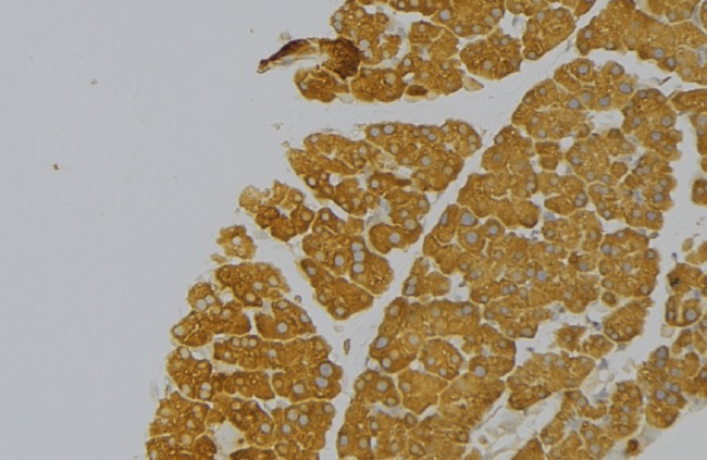 KLK12 / Kallikrein 12 Antibody - 1:100 staining human pancreas tissue by IHC-P. The sample was formaldehyde fixed and a heat mediated antigen retrieval step in citrate buffer was performed. The sample was then blocked and incubated with the antibody for 1.5 hours at 22°C. An HRP conjugated goat anti-rabbit antibody was used as the secondary.