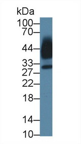 KLK13 / Kallikrein 13 Antibody - Western Blot; Sample: Human Saliva; Primary Ab: 1µg/ml Rabbit Anti-Mouse KLK13 Antibody Second Ab: 0.2µg/mL HRP-Linked Caprine Anti-Rabbit IgG Polyclonal Antibody
