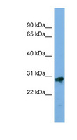 KLK13 / Kallikrein 13 Antibody - KLK13 / Kallikrein 13 antibody Western blot of PANC1 cell lysate. This image was taken for the unconjugated form of this product. Other forms have not been tested.