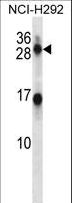 KLK14 / Kallikrein 14 Antibody - KLK14 Antibody western blot of NCI-H292 cell line lysates (35 ug/lane). The KLK14 antibody detected the KLK14 protein (arrow).