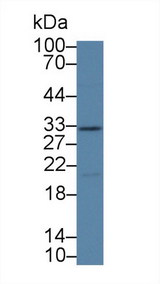 KLK14 / Kallikrein 14 Antibody - Western Blot; Sample: Porcine Kidney lysate; Primary Ab: 1µg/ml Rabbit Anti-Human KLK14 Antibody Second Ab: 0.2µg/mL HRP-Linked Caprine Anti-Rabbit IgG Polyclonal Antibody