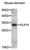 KLK14 / Kallikrein 14 Antibody - Western blot analysis of extracts of mouse stomach, using KLK14 antibody at 1:1000 dilution. The secondary antibody used was an HRP Goat Anti-Rabbit IgG (H+L) at 1:10000 dilution. Lysates were loaded 25ug per lane and 3% nonfat dry milk in TBST was used for blocking. An ECL Kit was used for detection and the exposure time was 10s.