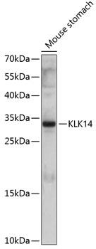 KLK14 / Kallikrein 14 Antibody - Western blot analysis of extracts of mouse stomach using KLK14 Polyclonal Antibody at dilution of 1:1000.