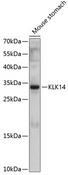 KLK14 / Kallikrein 14 Antibody - Western blot analysis of extracts of mouse stomach using KLK14 Polyclonal Antibody at dilution of 1:1000.