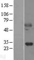 KLK14 / Kallikrein 14 Protein - Western validation with an anti-DDK antibody * L: Control HEK293 lysate R: Over-expression lysate