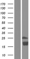 KLK15 / Kallikrein 15 Protein - Western validation with an anti-DDK antibody * L: Control HEK293 lysate R: Over-expression lysate