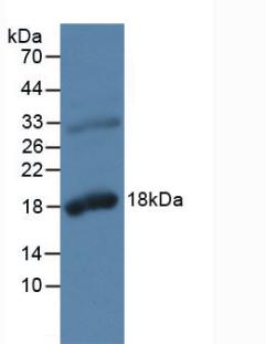 KLK2 / Kallikrein 2 Antibody - Western Blot; Sample: Rat Prostate Gland Tissue.