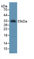 KLK2 / Kallikrein 2 Antibody - Western Blot; Sample: Recombinant KLK2, Human.