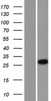 KLK2 / Kallikrein 2 Protein - Western validation with an anti-DDK antibody * L: Control HEK293 lysate R: Over-expression lysate