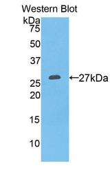 KLK3 / PSA Antibody - Western Blot; Sample: Recombinant protein.