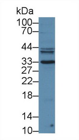 KLK3 / PSA Antibody - Western Blot; Sample: Mouse Liver lysate; ;Primary Ab: 3µg/ml Rabbit Anti-Mouse KLK3 Antibody;Second Ab: 0.2µg/mL HRP-Linked Caprine Anti-Rabbit IgG Polyclonal Antibody;(Catalog: SAA544Rb19