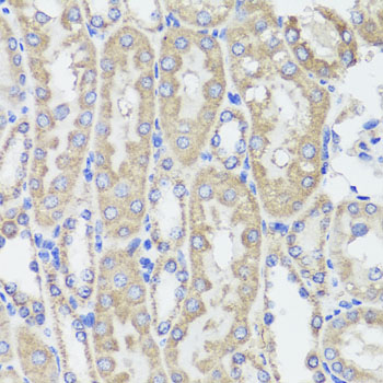 KLK3 / PSA Antibody - Immunohistochemistry of paraffin-embedded mouse kidney tissue.