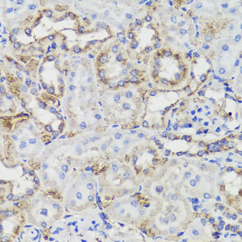 KLK3 / PSA Antibody - Immunohistochemistry of paraffin-embedded rat kidney tissue.