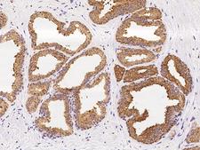 KLK4 / Kallikrein 4 Antibody - Immunochemical staining of human KLK4 in human prostate with rabbit polyclonal antibody at 1:100 dilution, formalin-fixed paraffin embedded sections.