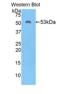 KLK6 / Kallikrein 6 Antibody - Western blot of recombinant KLK6 / Kallikrein 6.  This image was taken for the unconjugated form of this product. Other forms have not been tested.