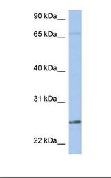 KLK6 / Kallikrein 6 Antibody - 721_B cell lysate. Antibody concentration: 1.0 ug/ml. Gel concentration: 12%.  This image was taken for the unconjugated form of this product. Other forms have not been tested.