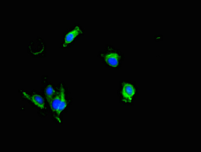 KLK6 / Kallikrein 6 Antibody - Immunofluorescent analysis of Hela cells using KLK6 Antibody at dilution of 1:100 and Alexa Fluor 488-congugated AffiniPure Goat Anti-Rabbit IgG(H+L)
