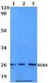 KLK6 / Kallikrein 6 Antibody - Western blot of KLK6 antibody at 1:500 dilution. Lane 1: HEK293T whole cell lysate. Lane 2: sp2/0 whole cell lysate. Lane 3: PC12 whole cell lysate.