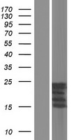 KLK6 / Kallikrein 6 Protein - Western validation with an anti-DDK antibody * L: Control HEK293 lysate R: Over-expression lysate