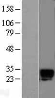 KLK6 / Kallikrein 6 Protein - Western validation with an anti-DDK antibody * L: Control HEK293 lysate R: Over-expression lysate