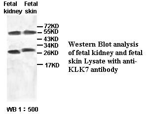 KLK7 / Kallikrein 7 Antibody