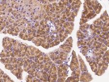 KLK7 / Kallikrein 7 Antibody - Immunochemical staining of mouse KLK7 in mouse pancreas with rabbit polyclonal antibody at 1:1000 dilution, formalin-fixed paraffin embedded sections.