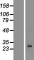 KLK7 / Kallikrein 7 Protein - Western validation with an anti-DDK antibody * L: Control HEK293 lysate R: Over-expression lysate