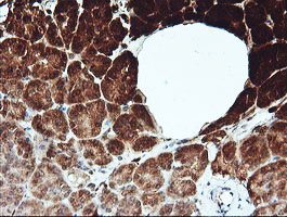 KLK8 / Kallikrein 8 Antibody - IHC of paraffin-embedded Human pancreas tissue using anti-KLK8 mouse monoclonal antibody.