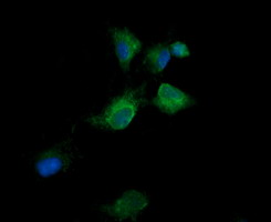 KLK8 / Kallikrein 8 Antibody - Anti-KLK8 mouse monoclonal antibody immunofluorescent staining of COS7 cells transiently transfected by pCMV6-ENTRY KLK8.